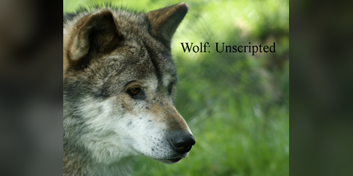 Cover image for Wolf:Unscripted