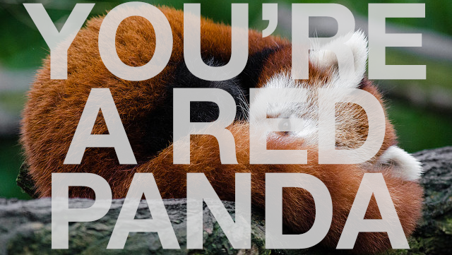 You're a Red Panda!