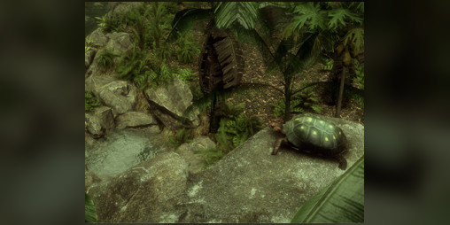 Cover image for The Red-Footed Tortoise