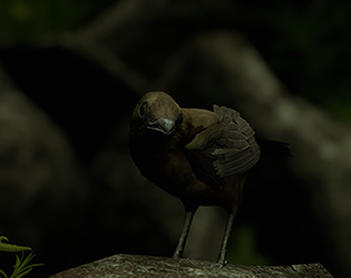 The Vogelkop Bowerbird