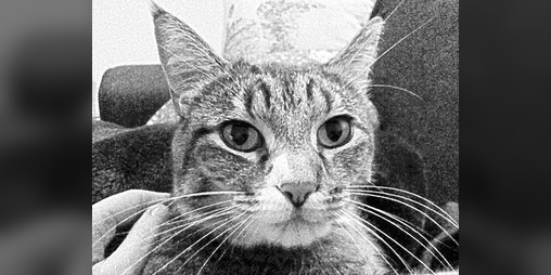 Cover image for Cat Nap