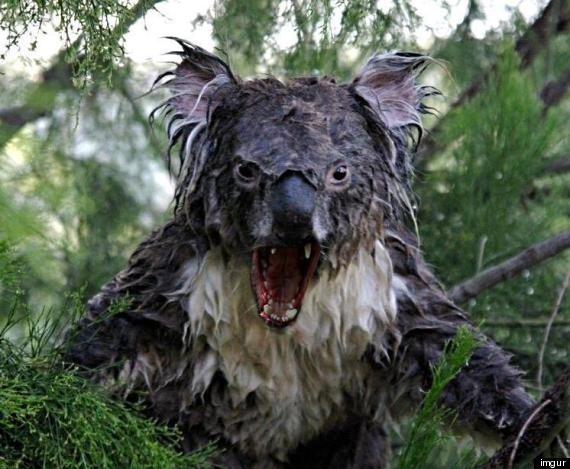 Koala Kong VR