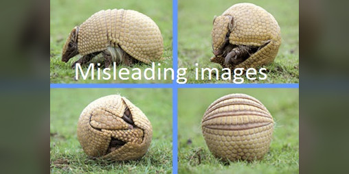 Cover image for Cheeky Armadillo