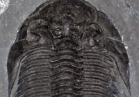 Cover image for Cambrian Creature Creator