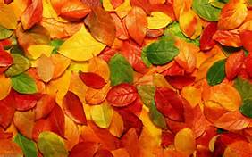 Autumn Drivers