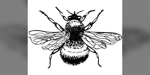 Cover image for Collected Bug Boys