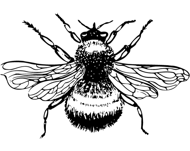 Cover image for Collected Bug Boys