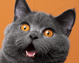 CatGameTest