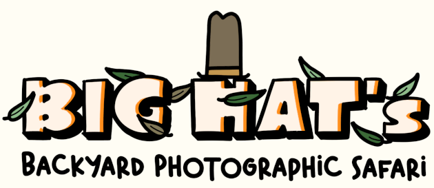 Big Hat's Backyard Photographic Safari