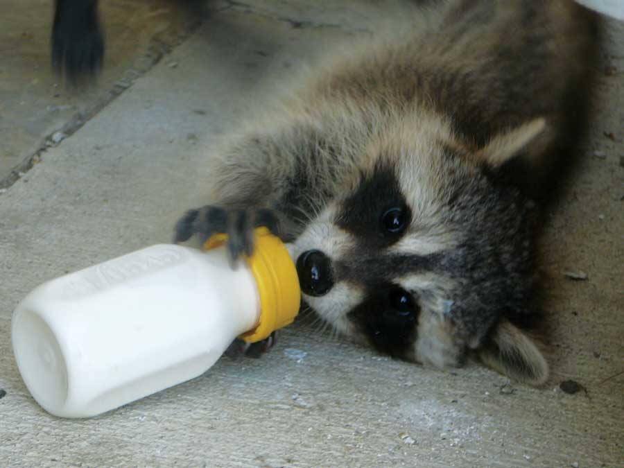 raccoon drinking milk out of a bottle