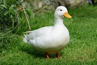 DISCONTINUED: Project Duck
