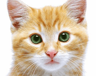 Chat meow
