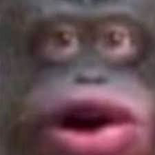 Scared Monkies