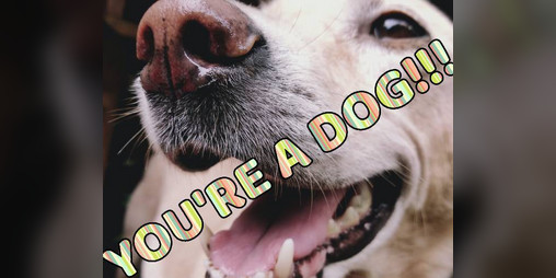 Cover image for You're A Dog!!!