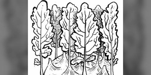 Cover image for Vegetable Zine
