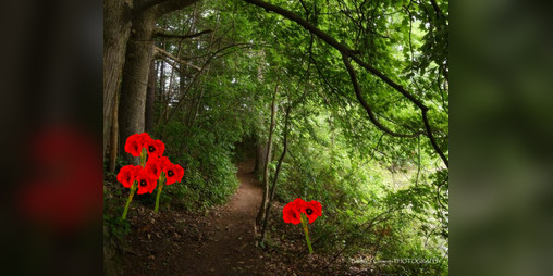 Cover image for in poppy wood [WIP]