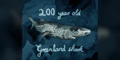 Cover image for 200 year old Greenland shark