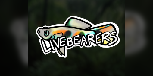 Cover image for Livebearers