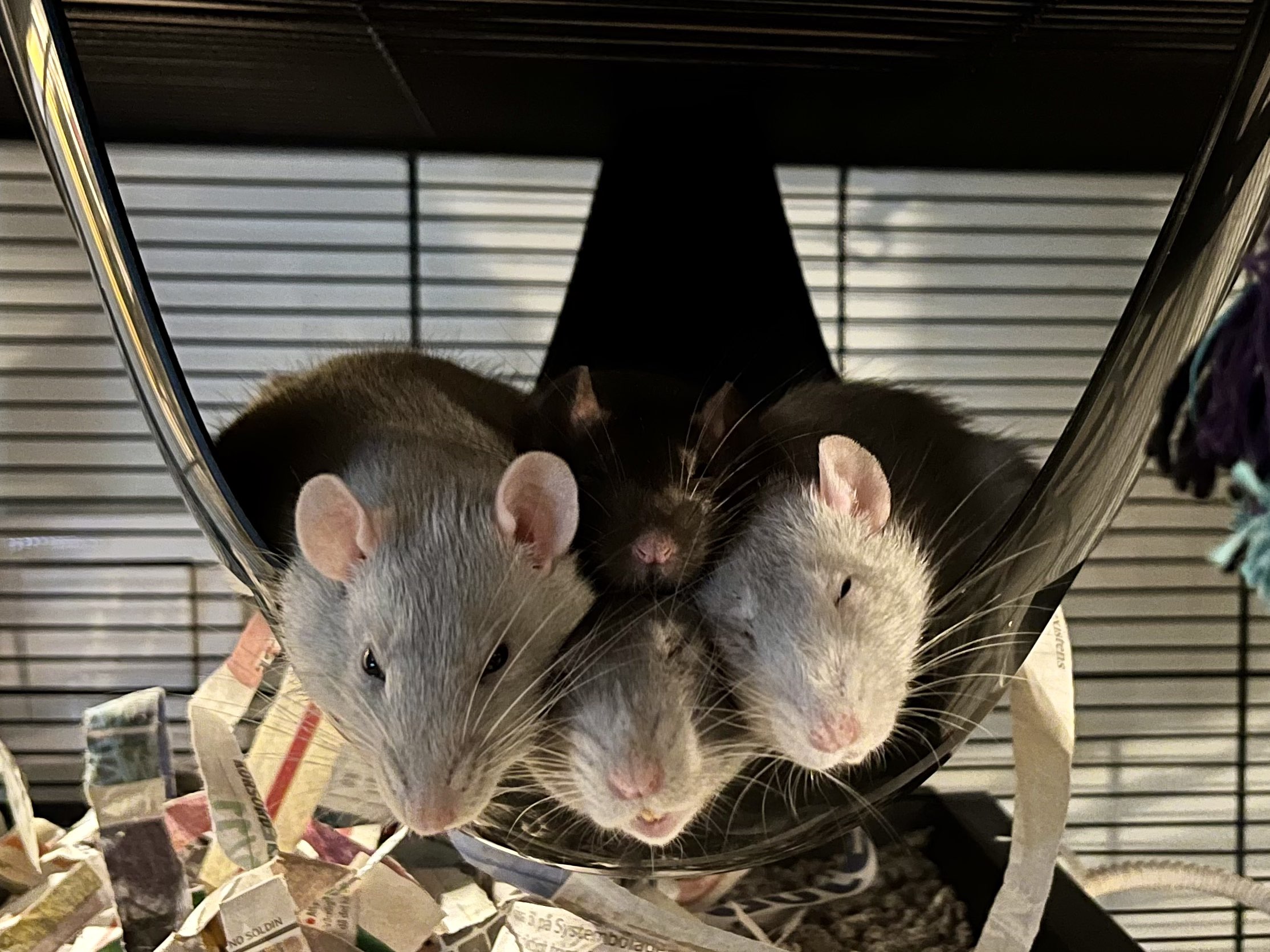 Rat Tickle Race by LordDz, magicandcode