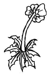 La tragica historia de Flor (Web VN)