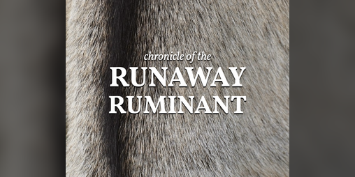 Cover image for Chronicle of the Runaway Ruminant