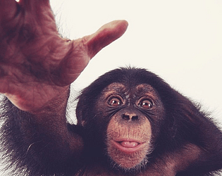Chimpanzeee