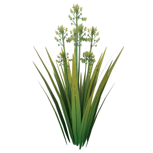 Sweetgrass Plant