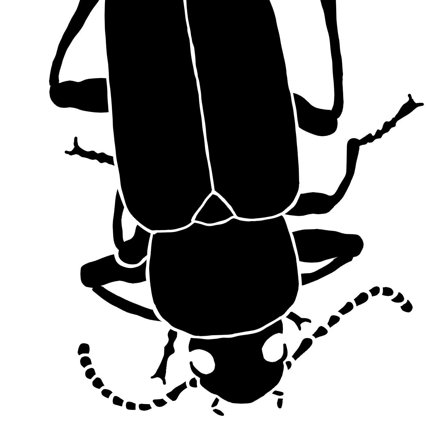 Zophobas Morio Beetle