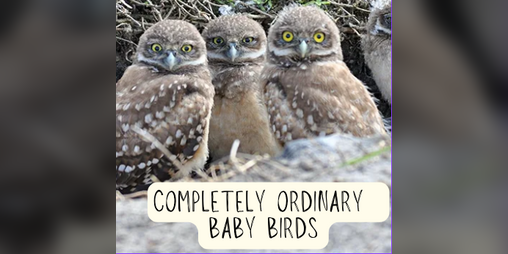 Cover image for Completely Ordinary Baby Birds