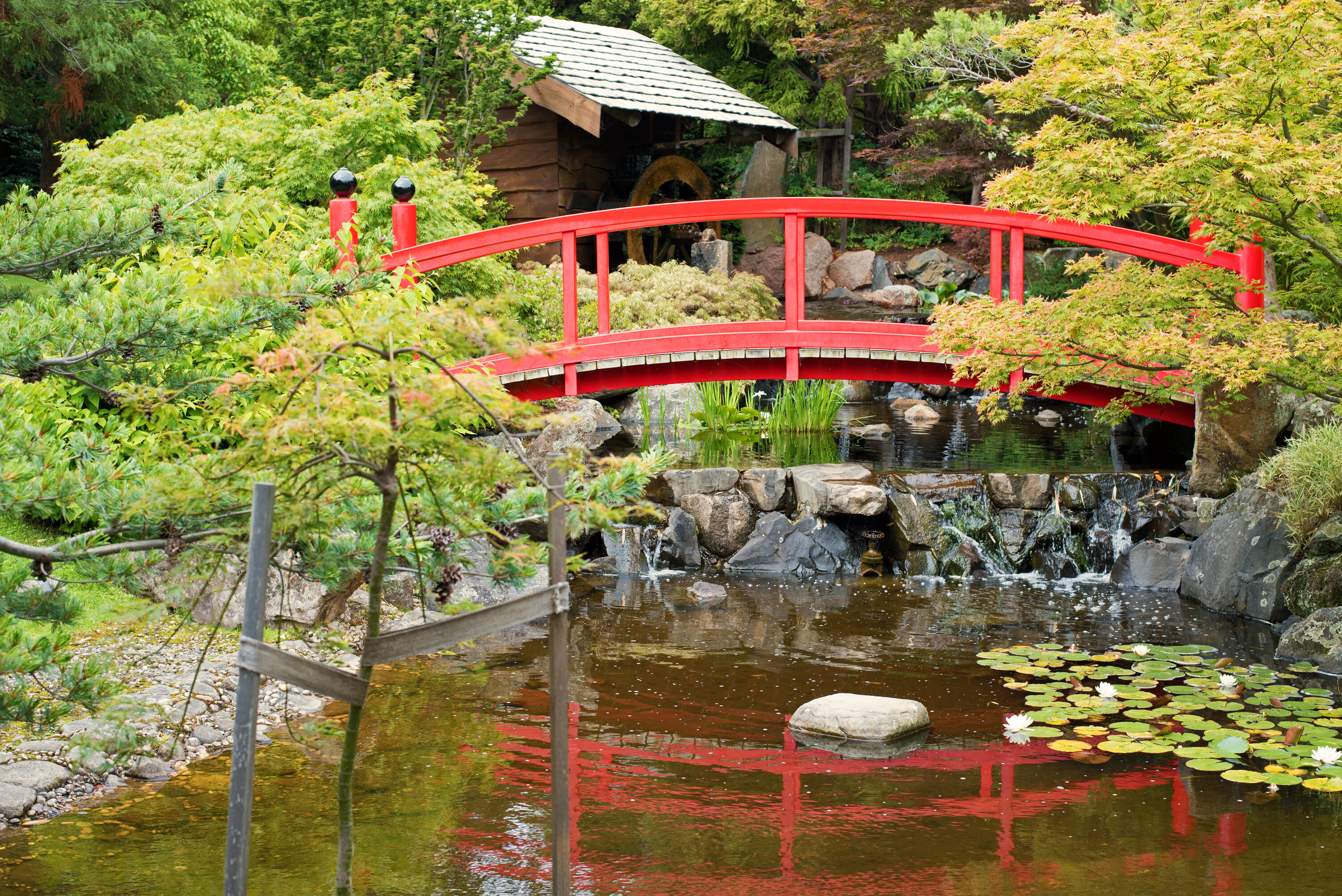 Japanese Garden - Royal Tasmanian Botanical Gardens