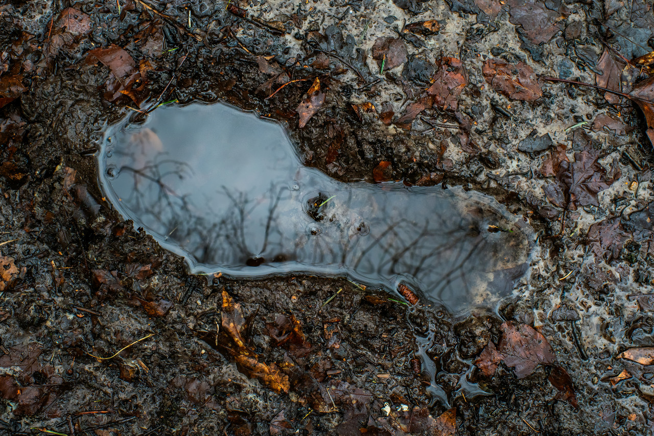 Cover image for Mentor