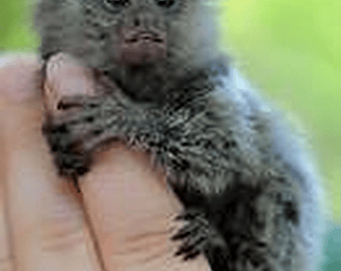 Marmoset Madness