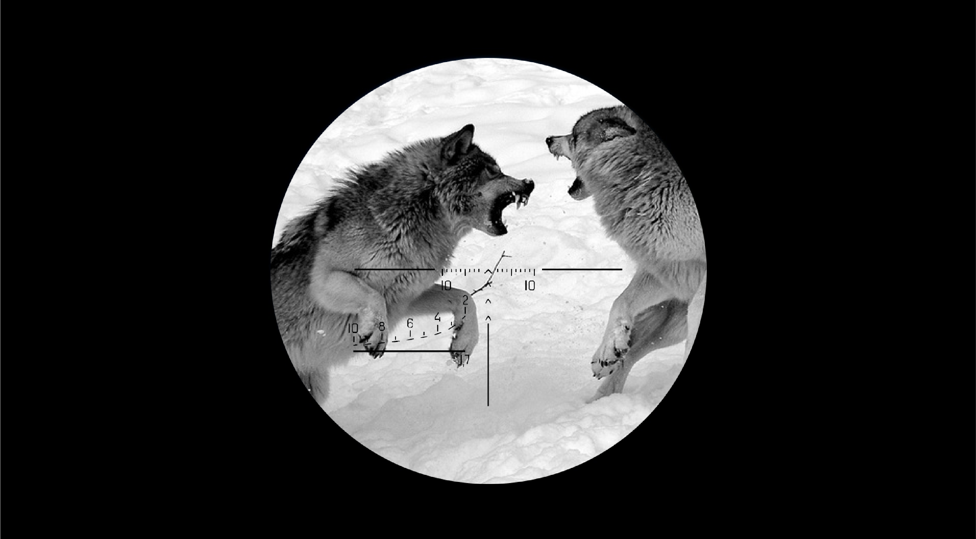 Cover image for ​Dangerous Animals