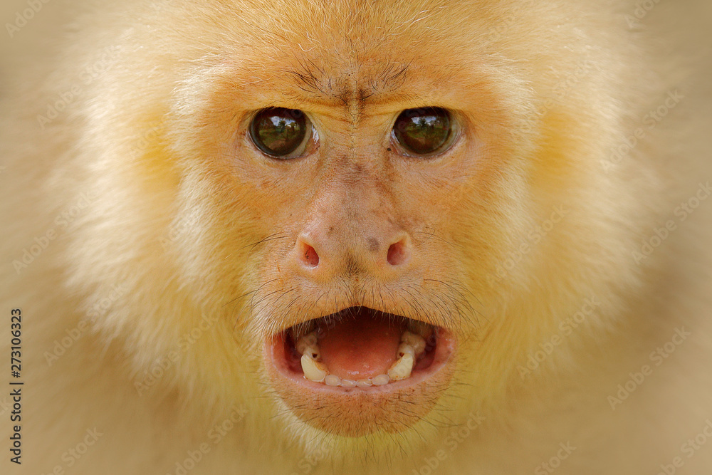 mountain capuchins vr