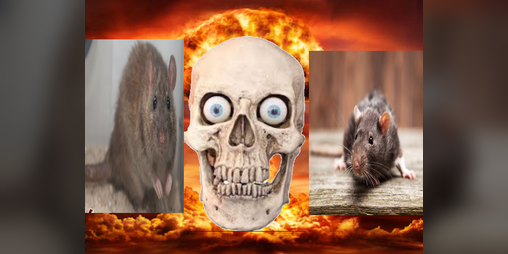Cover image for Skeleton Warfare
