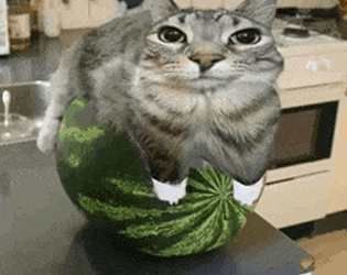 Watermelon cat