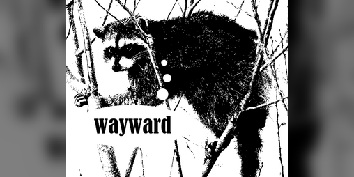 Cover image for Wayward Raccoon