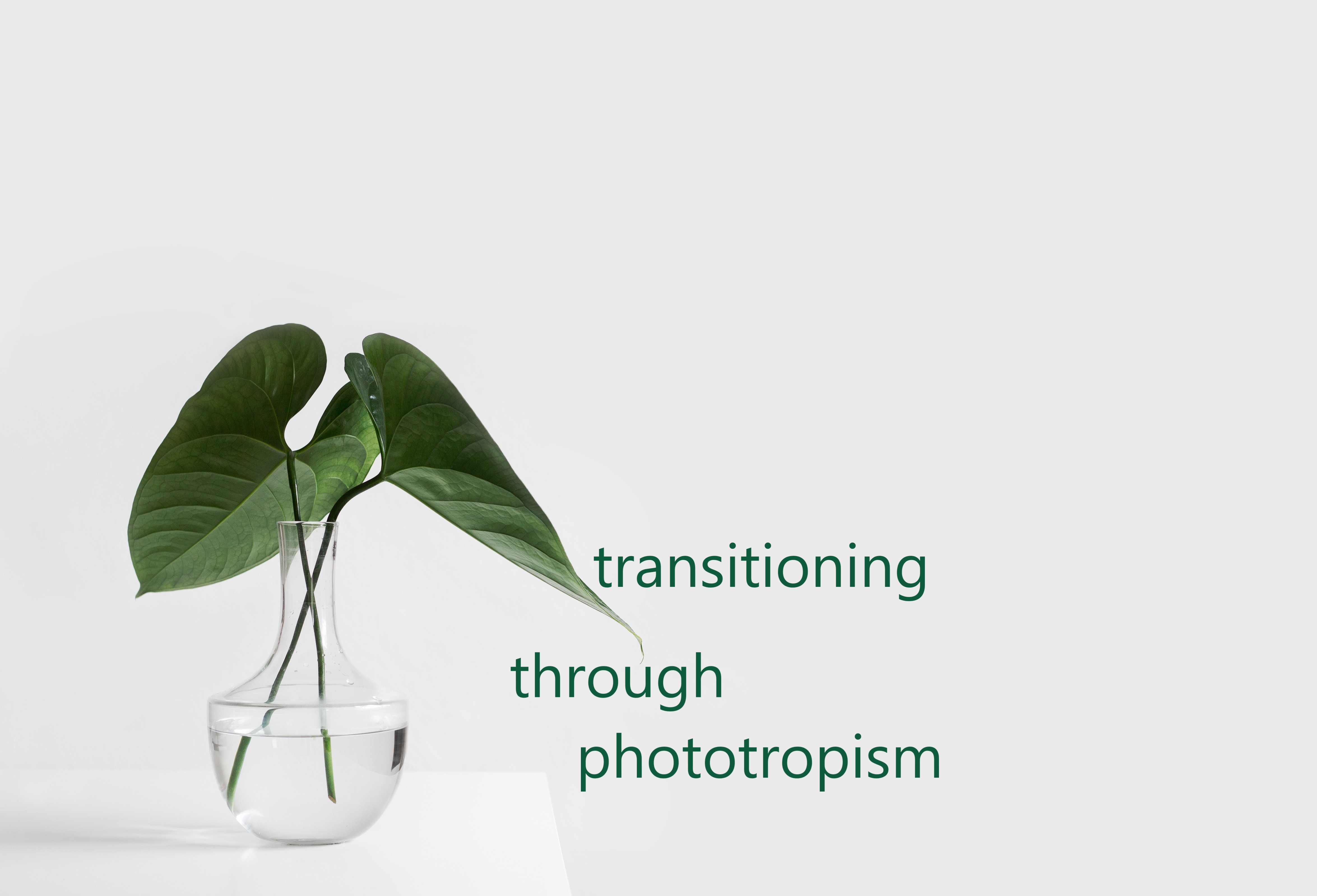 Transitioning Through Phototropism