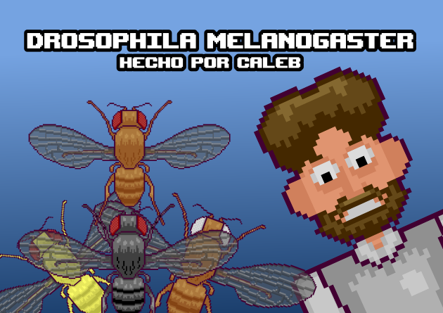 Drosophila Melanogaster