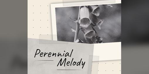 Cover image for Perennial Melody