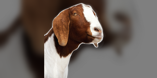 Cover image for Goat Borg