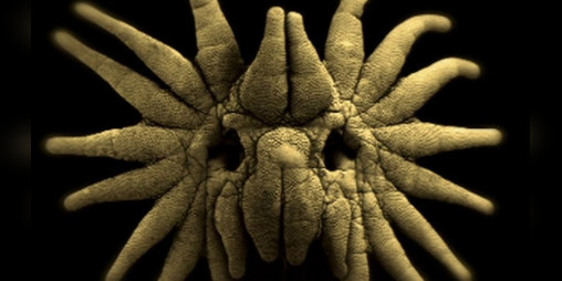 Cover image for Zombie insect