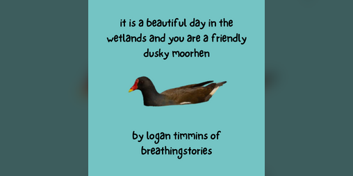 Cover image for it is a beautiful day in the wetlands and you are a friendly dusky moorhen
