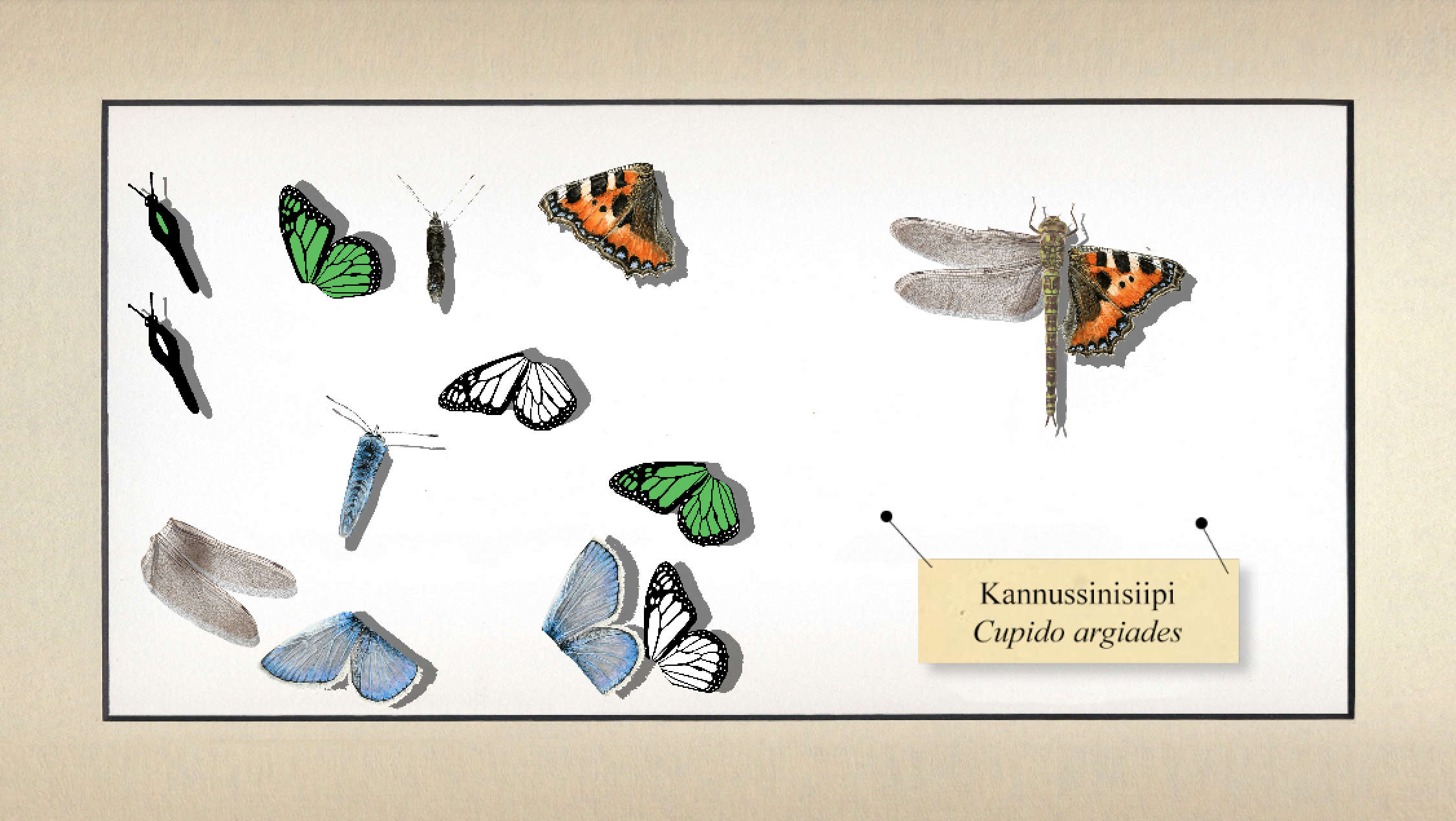 Buggerfly