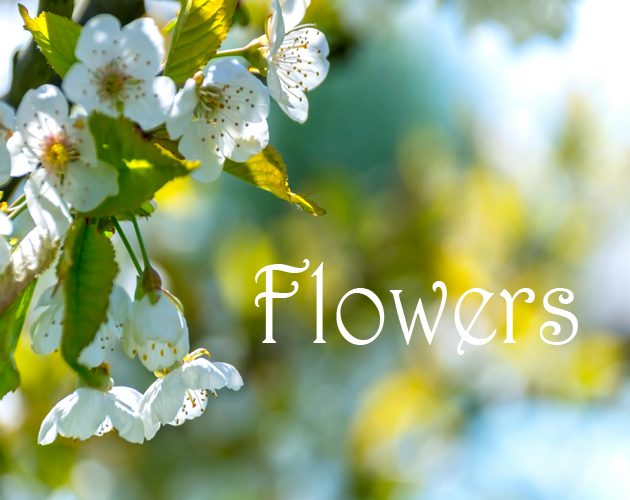 Cover image for Flowers