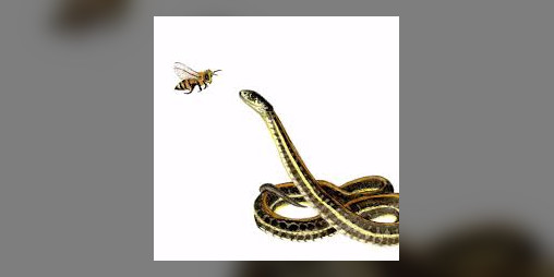 Cover image for Snake but with BEES?!?