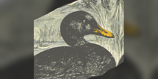 Cover image for The Duck of Doom
