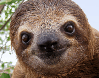 Serial Sloth