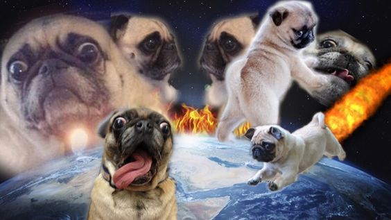 Pug Mania