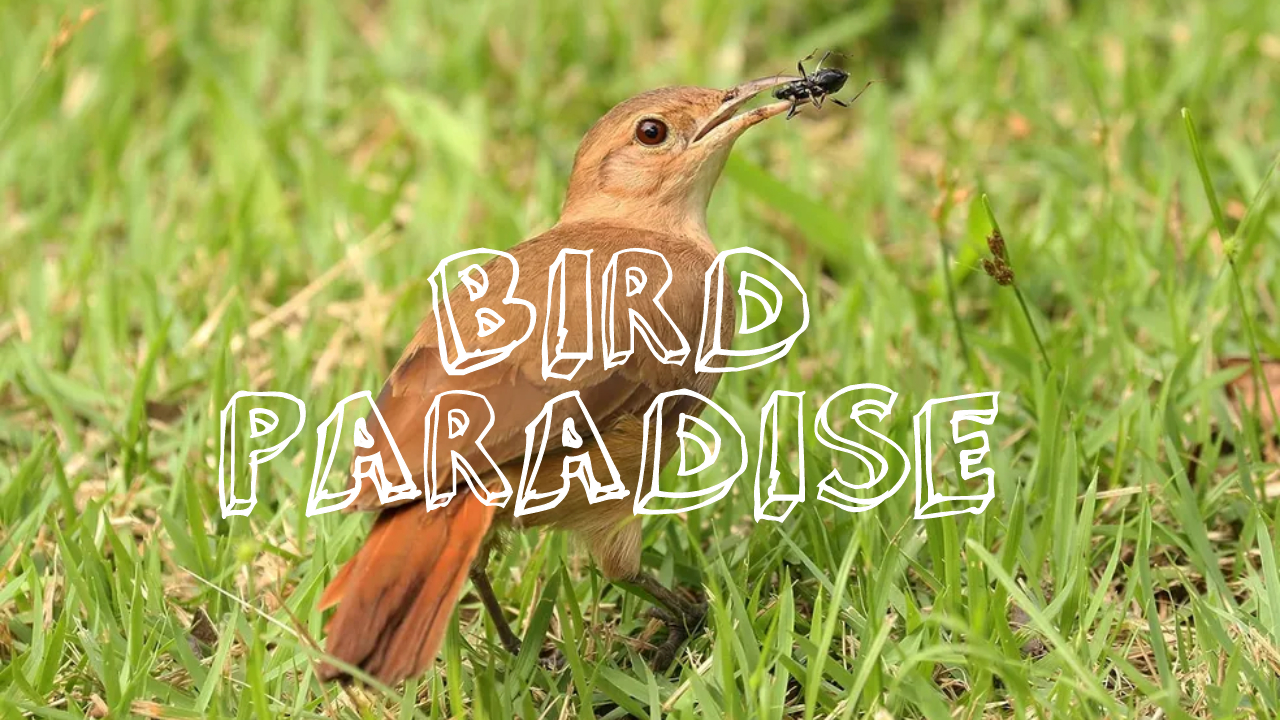 Bird Paradise